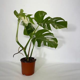 Z-4551 - Monstera deliciosa var. borsigiana albo-variegata