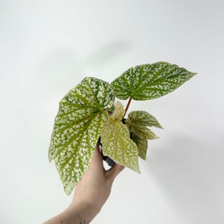 Begonia 'Snow Capped' (Variegated) [#2061]