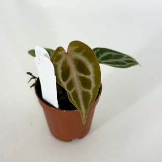 Anthurium 'Brielle'/'Michelle' x self - Seedling [#1618]