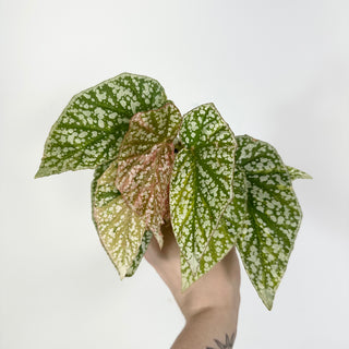 Begonia 'Snow Capped' (Variegated) [#2109]