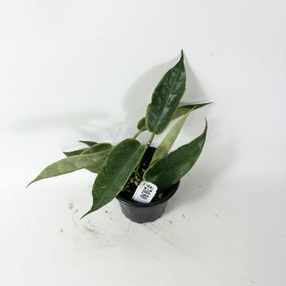 Hoya archboldiana (outer variegated) [#2030]