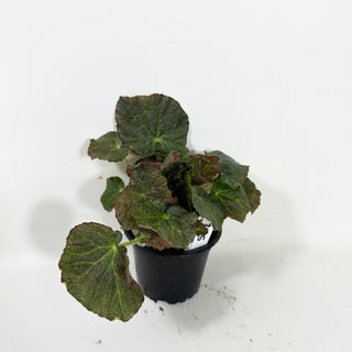 Begonia U538 [#2085]