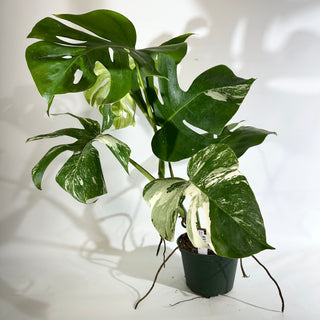 Monstera deliciosa var. borsigiana albo-variegata [#1965]