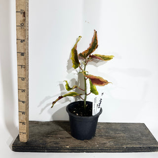 Z-4901 - Begonia 'Dainty Spray' (Sport)