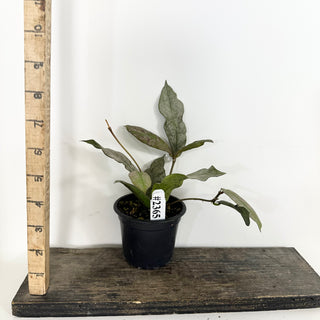 Hoya mitrata (silver) [#2365]