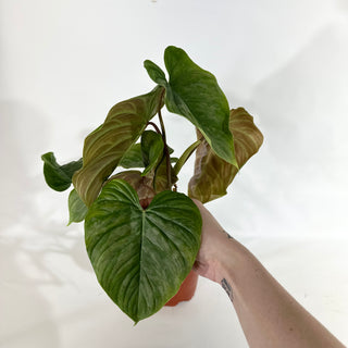 Philodendron 'Majestic' (Non-TC) [#1963]