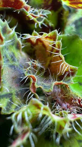 Begonia 'Micro Mo'