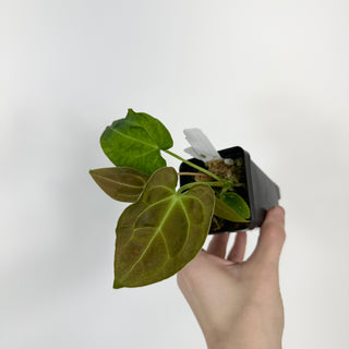 Anthurium 'Big Bertha' x 'Arnold Schwarzenegger' [#2075]