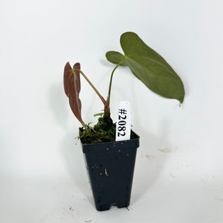 Anthurium indo portillae x papillilaminum SL #1 [#2082]