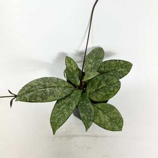 Hoya crassipetiolata (Splash) [#2282]