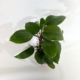 Philodendron "White Knight" - 5.5" Pot