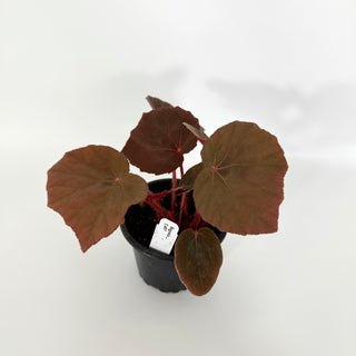 Begonia U497