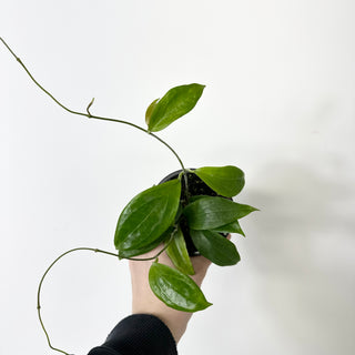 Z-5229 - Hoya persiciana