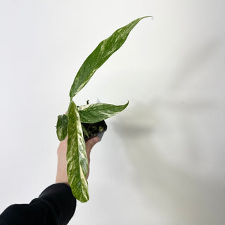 Z-5227 - Rhaphidophora megasperma variegata