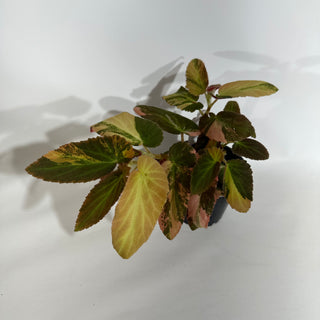 Begonia ‘Withlacoochee’ (Variegated) [#1890]