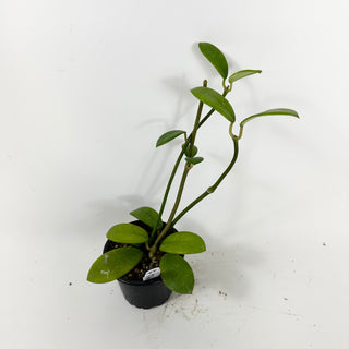 Hoya liangii [#1746]