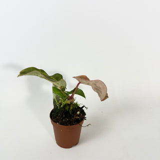 Anthurium 'Arnold Schwarzenegger' x 'Chuck Norris' - Seedling [#2121]