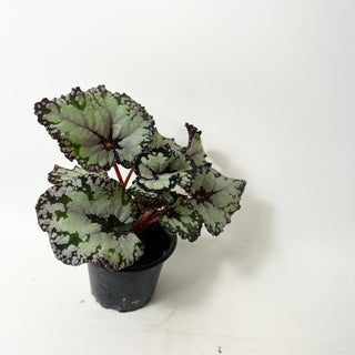 Begonia 'Dolce Vita' [#2004]
