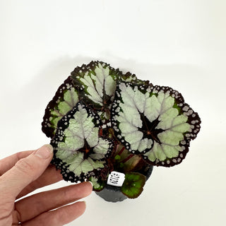 Begonia 'Dolce Vita' [#2129]