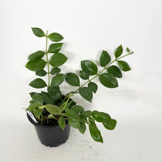 Hoya aeschynanthoides [#2364]