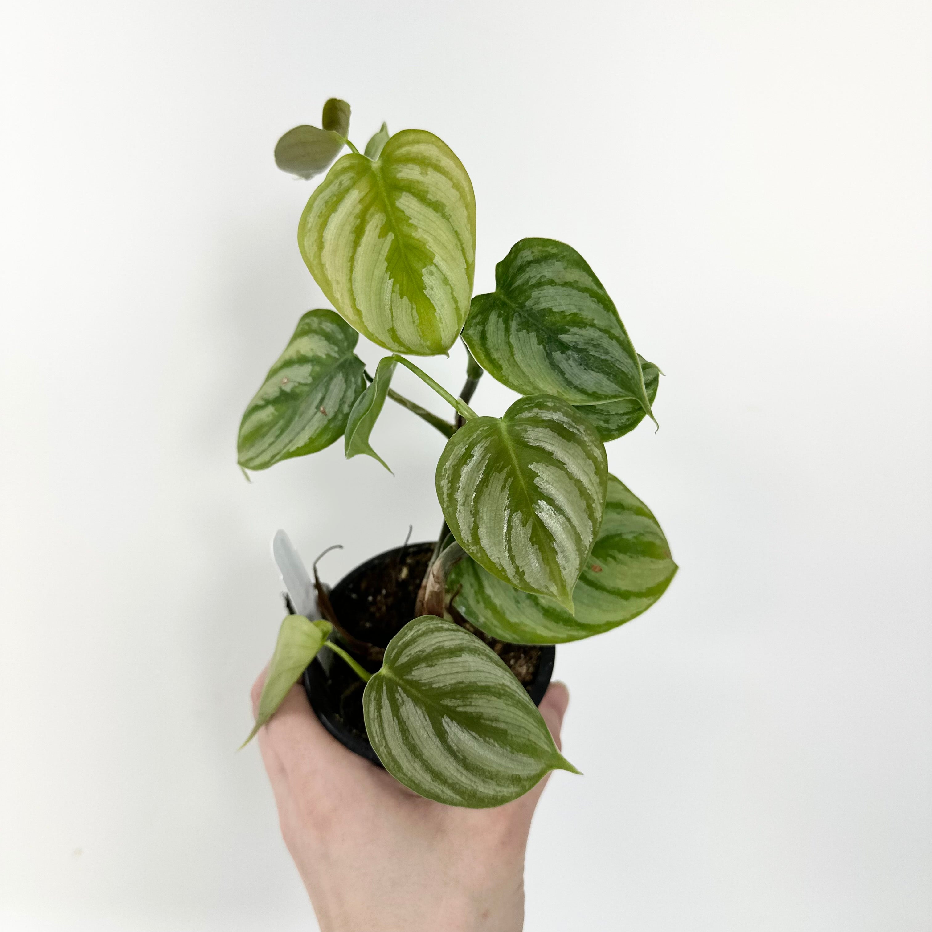 philodendron brandtianum care Philodendron aff. brandtianum – Steve's Leaves