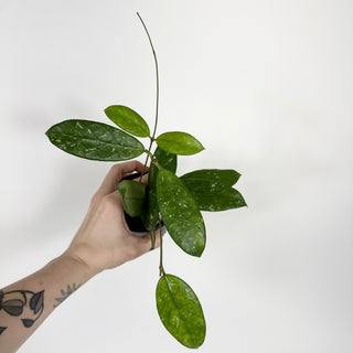 Hoya sp. Lai Chau (long leaf, splash) [#2198]