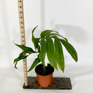 Amydrium zippelianum variegata - 5.5" Pot [#1491]