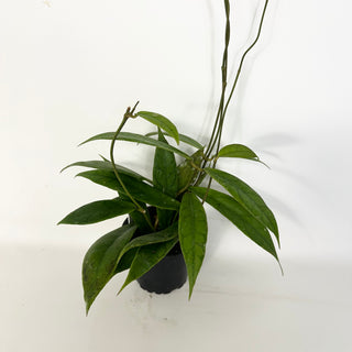 Hoya PMP 173-B [#2289]