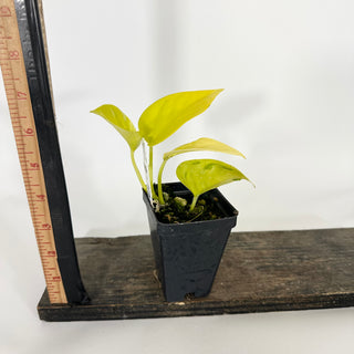 Z-4538 - Epipremnum aureum 'Champs-Élysées'