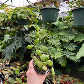 Hoya brevialata "Splash"