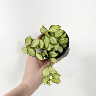 Hoya heuschkeliana variegata [#1936]
