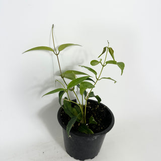 Hoya dennisii 'Frida' [#2205]