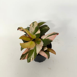 Z-5165 - Begonia ‘Withlacoochee’ (Variegated)