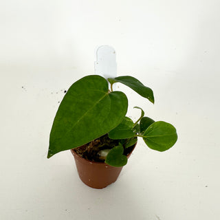 Z-5329 - Anthurium 'Prince of Darkness' x 'Amelia's Delight' - Seedling