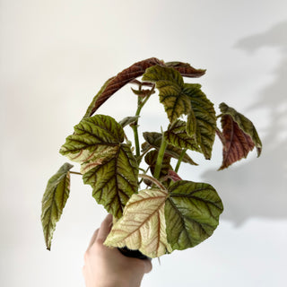 Begonia metallica variegata [#2056]