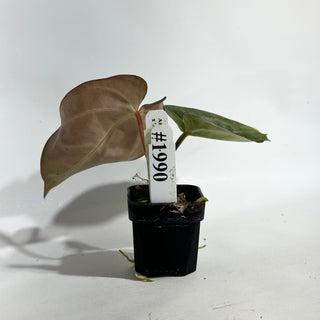 Anthurium carlablackiae x 'Arnold Schwarzenegger' - Seedling [#1990]