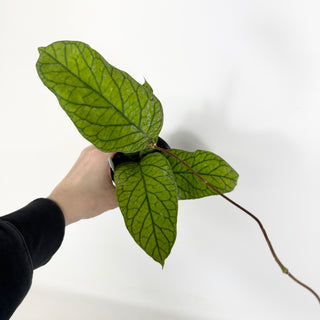 Hoya meredithii [#2295]