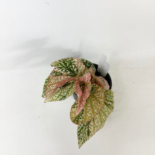 Begonia 'Snow Capped' (Variegated) [#2416]