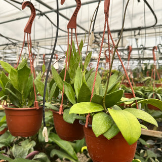 Hoya australis ssp. oramilcola