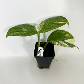 Z-4689 - Monstera lechleriana variegated