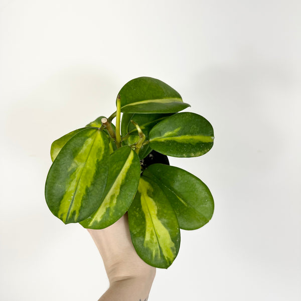 Hoya diversifolia (inner variegated) [#2280] – Steve's Leaves