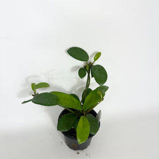 Hoya liangii [#2315]