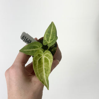 Anthurium 'Arnold Schwarzenegger' x self - Seedling [#1648]