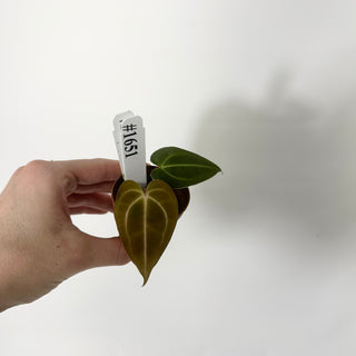 Anthurium carlablackiae x 'Arnold Schwarzenegger' - Seedling [#1651]