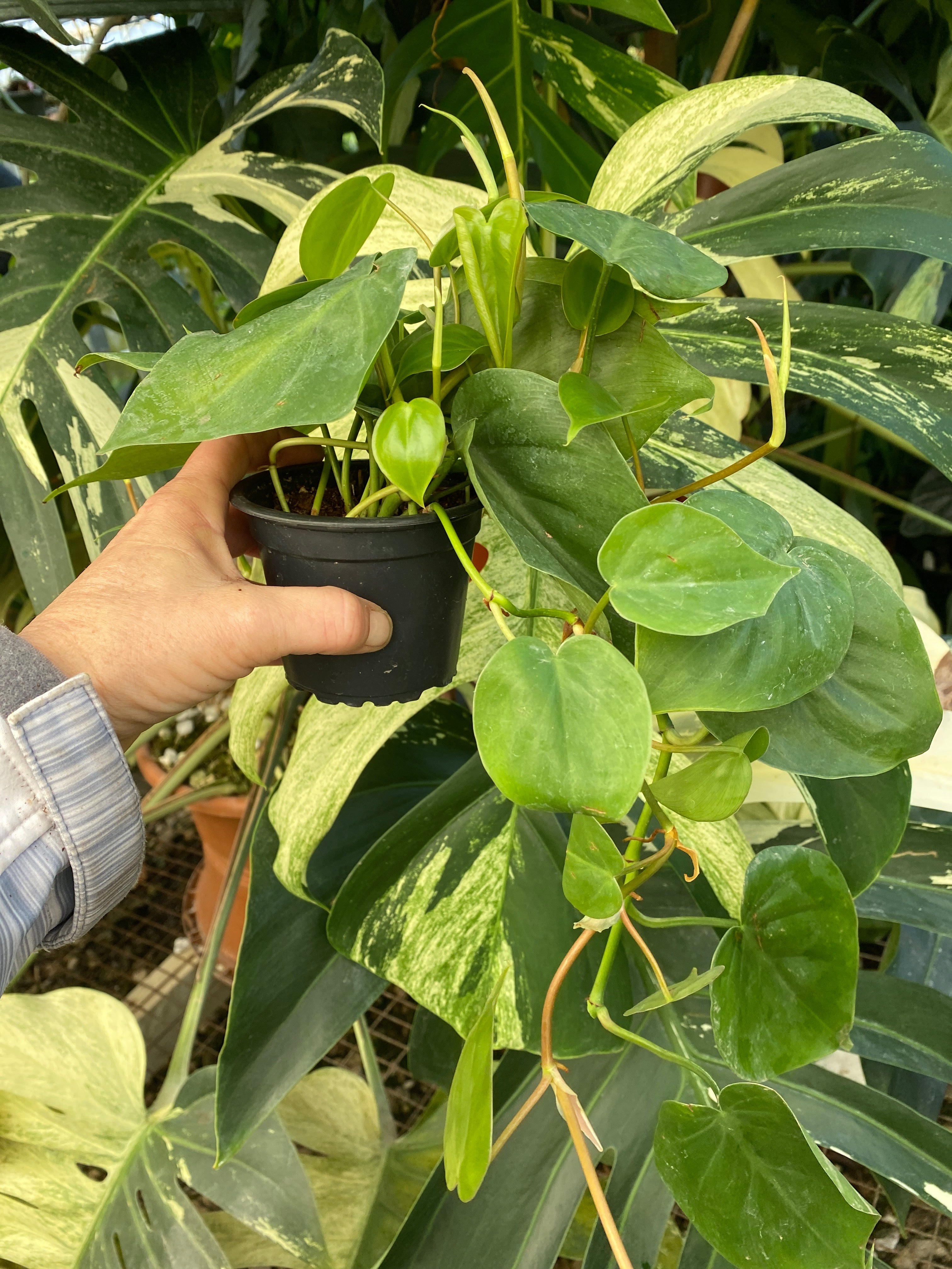 philodendron hederaceum cura Philodendron hederaceum