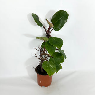 Z-4624 - Philodendron "White Knight" (Non-TC)