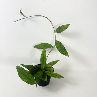 Hoya cv. finlaysonii x undulata [#2464]