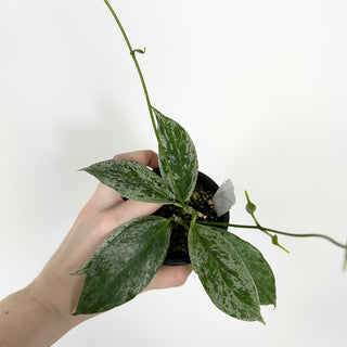 Hoya buotii (variegated) [#2301]