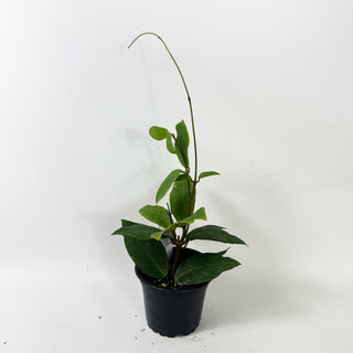 Hoya 'Patricia' [#1858]