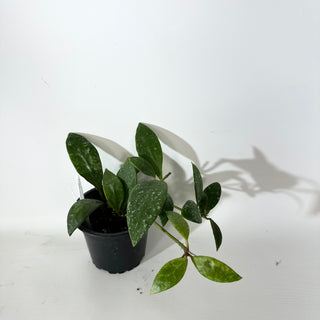 Hoya rundumensis (splash) [#2139]